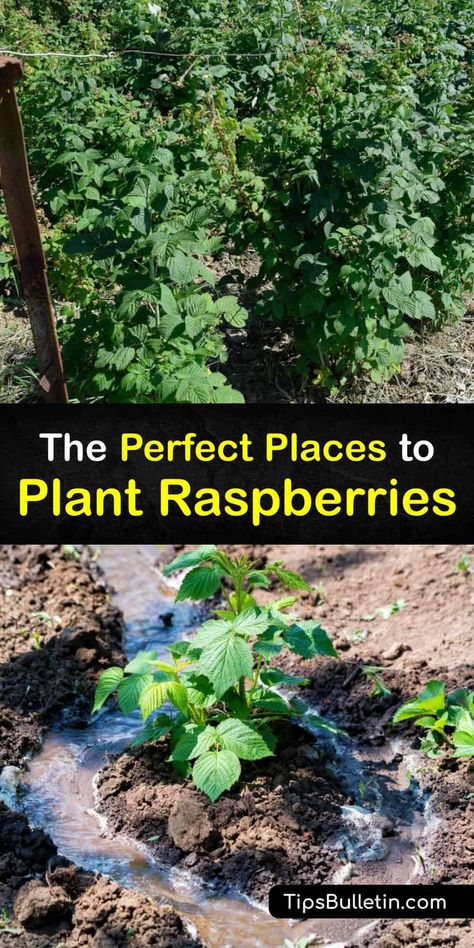 Raspberry Growing Trellis, Berry Bush Garden, Black Raspberry Plant, Potted Raspberry Bush, Black Raspberry Trellis, How To Trellis Raspberries, Where To Plant Raspberry Bushes, Raspberry Planting Ideas, Raspberry Bush Trellis