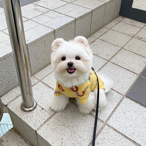 #Maltese#maltesedogs#maltesedogshaircuts#maltesedogshaircutsstyle#maltesedogshaircutsbaby#maltesedogsfullgrown#maltesedogsfullgrownbrown#maltesedogsfullgrownblack#maltesedogshaircutsteddybears#maltesepuppy#maltesepuppycut#maltesepuppycutfaces#maltesepuppyvideos#babymaltese#babymaltesedogs#dogs#dogsaesthetic#cutedogsaesthetic#cutedogvideo#funnydogs#funnydogvideos#dogaesthetic#dogphotography Maltese Haircuts, Maltese Dogs Haircuts, Maltese Haircut, Korean Aesthetics, Dog Home Decor, Dog Haircuts, Designer Dogs, Maltese Dog, Future Children