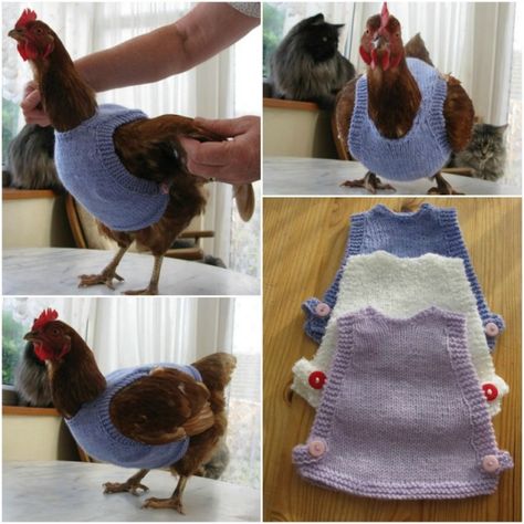 Chickens In The Winter, Egg Aprons, Chicken Sweater, Diy Chicken, Crochet Chicken, Sweater Patterns, Keepsake Quilting, Building A Chicken Coop, Chicken Diy