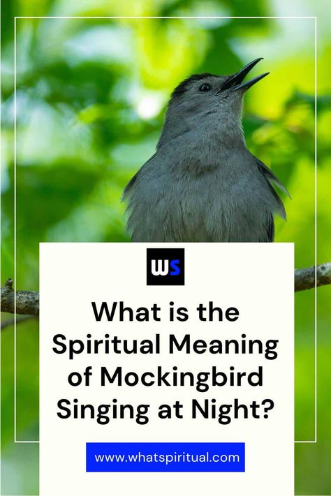 9 Spiritual Meanings of Mockingbird Singing at Night 2 Mockingbird Meaning, Logic Questions, Spirit World, Spiritual Messages, Spiritual Meaning, Spiritual Connection, Spirit Guides, Inner Peace, Bird Houses