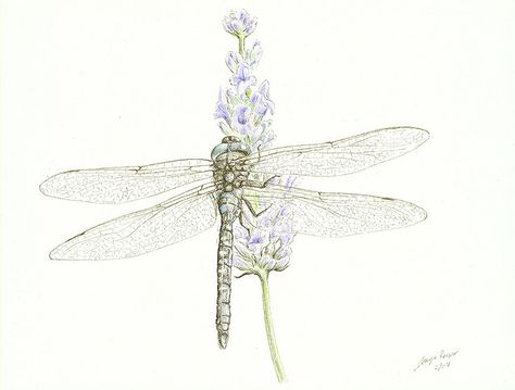 All sizes | Dragonfly on lavender | Flickr - Photo Sharing! Lavender Tattoo, Dragonfly Tattoo, Sweet Stuff, Inspirational Tattoos, Global Community, Dandelion, Photo Sharing, Lavender, My Style