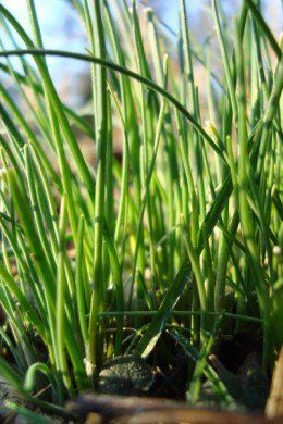 Grass Photoshop, Wild Onion, Chives Plant, Wild Carrot, Wild Onions, Bulbous Plants, Indoor Flowering Plants, Grass Painting, Edible Wild Plants