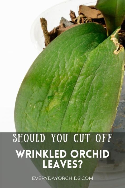 Orchid Leaves Wrinkled, Orchid Leaf Problems, Orchid Planting Ideas, Orchid Pots Ideas, Orchid Potting Ideas, Diy Orchid Pot, Transplanting Orchids, Pruning Orchids, Orchid Diseases