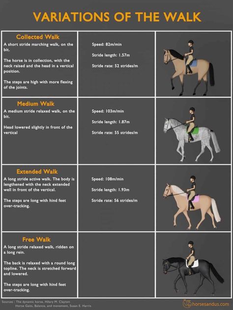 The 4 Basic Horse Gaits Explained [Diagrams & Animations] Horse Conditioning Plan, Dressage Videos, Horse Education, Equestrian Jumping, Dressage Competition, Horse Training Exercises, Horse Lessons, Horse Knowledge, Riding Tips