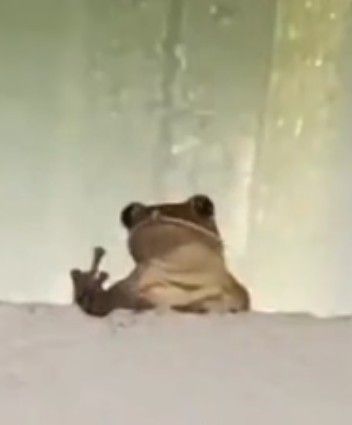 Frog Flipping Off, Middle Finger Funny, Frog Meme, Hands On Hips, Animal Character, Funny Frogs, Frogs, Character Art, Wallpapers