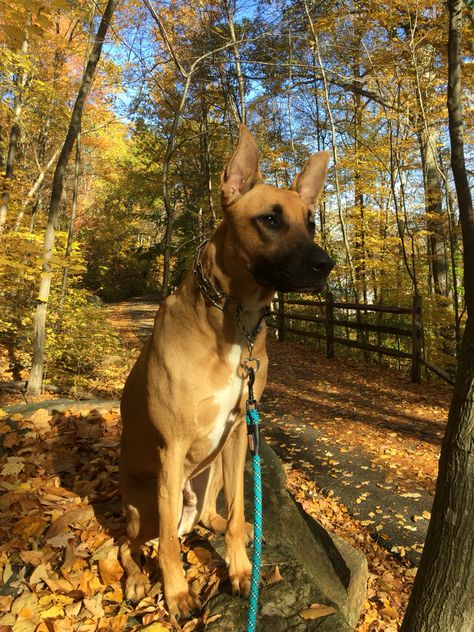 Great Dane German Shepard hybrid. Great Dane German Shepherd Mix Dogs, Great Dane Mix, Shepherd Mix Dog, Dog Whisperer, Hybrid Dogs, Mixed Breed, Great Dane, New Puppy, Mans Best Friend