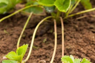 Strawberry Runners Tips, Strawberry Plant Runners, Strawberry Runners, Growing Strawberries In Containers, Types Of Strawberries, Runner Tips, Strawberries In Containers, Strawberry Varieties, Alpine Strawberries