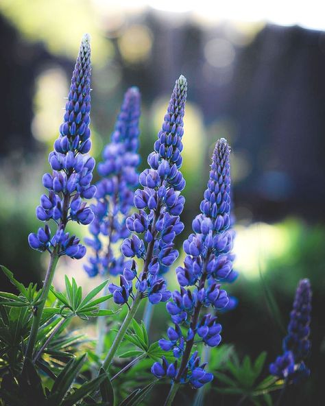 237 Likes, 22 Comments - Catherine. 🇸🇪Sweden 🇸🇪 (@catherinedanell) on Instagram: “~ Even in literature and art, no man who bothers about originality will ever be original: whereas…” Purple Heather Flower, Lupines Garden, Verbena Officinalis, Bluebell Woods, Purple Flower Garden Aesthetic, Lupine Flowers, Verbena Officinalis Bampton, House Landscape, Cornflower Blue