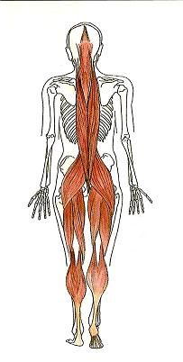 Wonderful bodywork to support our bodies! How the Bowen Technique works - Bowtech Bowen Technique, Body Energy Flow, Massage Therapy Tools, Lymph Drainage Massage, Myofascial Pain Syndrome, Alexander Technique, Healthy Heart Tips, Qigong Exercises, Myofascial Release