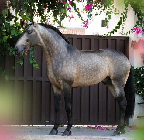 Dapple Horse, Iberian Horse, Spanish Horse, Draft Horse, Splash Horse, Andulasian Horse, Buckskin Andalusian, Andalusian Horse Buckskin, Dapple Grey Arabian Horse