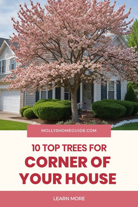 Looking to enhance the corner of your house or create privacy in your yard? Explore our curated collection of fast-growing trees and evergreens perfect for landscaping and hardscaping projects. Find the best trees for privacy screenings or discover small yard ideas with our selection of corner garden solutions. Whether you're looking to transform your front yard or simply add some greenery to your space, these top picks for corner gardens will elevate your outdoor oasis. Trees To Frame Front Of House, Evergreen Trees Landscaping, Small Yard Ideas, Best Trees For Privacy, Corner Gardens, Trees For Privacy, Katsura Tree, Hydrangea Tree, Trees For Front Yard