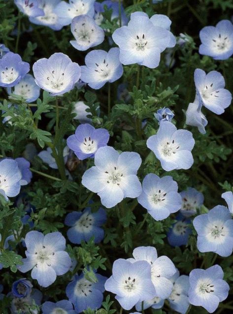 Lady Grey Tea, Beautiful Blue Flowers, Amazing Backyard, Garden Decoration Ideas, Blue Hydrangea Flowers, Relaxing Space, Blue Plants, Nature Pics, Plant Aesthetic