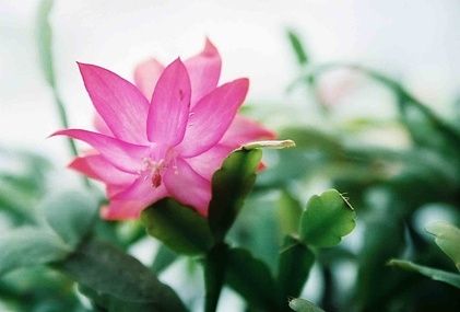 How to Root Christmas Cactus Plants Cactus Propagation, Christmas Cactus Propagation, Christmas Cactus Care, Christmas Cactus Plant, Easter Cactus, Holiday Cactus, Orchid Cactus, Plant Care Instructions, Cactus Planta