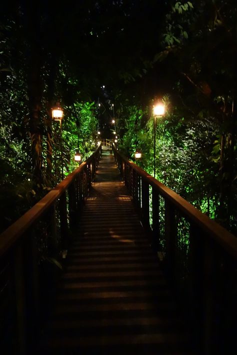 Night Safari, Singapore Singapore Zoo Night Safari, Night Safari Singapore, Singapore Things To Do, Night Jungle, Amazing Locations, Things Quotes, Zoo Ideas, Singapore Zoo, Jungle Decor