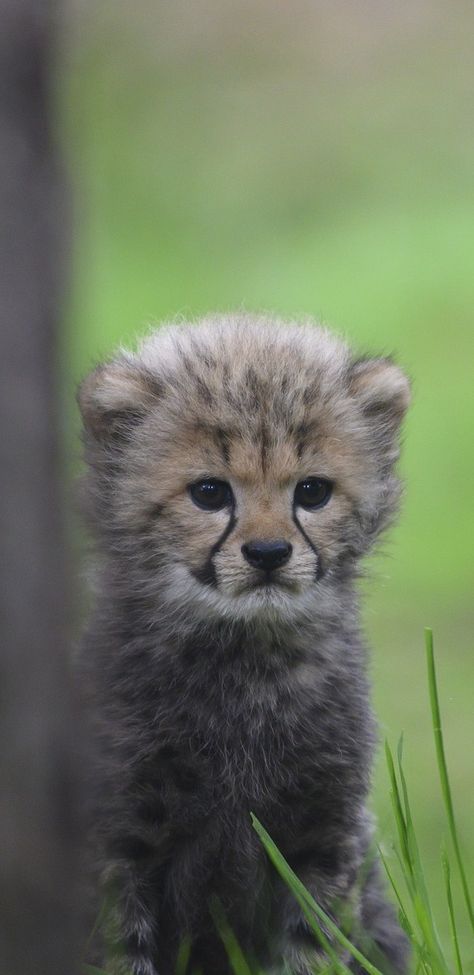 Cute cheetah cub. #Animals #Cheetah #Cub Pack Meeting Ideas, Mama Bear Tattoo, Animals Cheetah, Cubs Game Outfit, Africa Wallpaper, Cubs Wallpaper, Cheetah Baby, Baby Lion Cubs, Cute Tiger Cubs