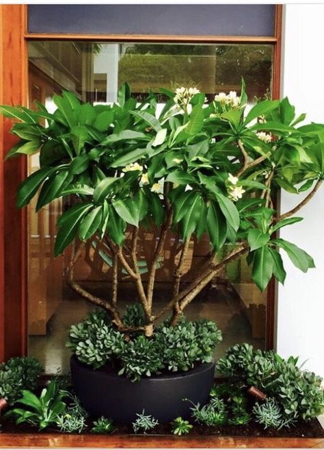 Outdoor Buddha Garden, Plumeria Tree, Living Room Cozy, Home Backyard, Tropical Garden Design, Potted Plants Outdoor, Room Cozy, Balcony Plants, Cozy Home Decor