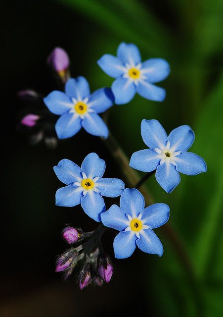 ♥ Wood Forget-me-not ~ Myosotis sylvatica - puistolemmikki Wood Forget-me-not, Books Witchcraft, Alaska Wildflowers, Myosotis Sylvatica, Forget Me Nots Flowers, Water Lily Pond, Macro Flower, Mushroom Art, Little Flowers