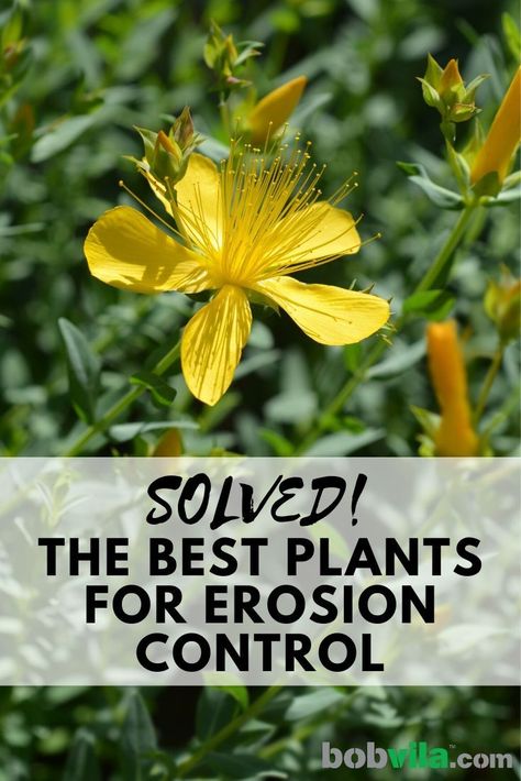 Learn about the best plants for a hilly landscape that prevent soil erosion. | Solved! The Best Plants for Erosion Control Best Plants For Erosion Control, Erosion Control Plants Zone 7, Plants For Soil Erosion, Plants That Prevent Erosion, Plants To Prevent Erosion, Soil Erosion Prevention, Plants For Hillside Erosion Control, Plants For Erosion Control, Slope Landscaping Ideas Erosion Control