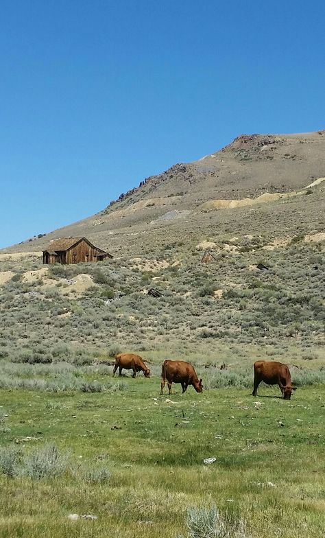 California Animals, Rural California, Bodie California, Home Again, Travel Locations, Vintage Magazine, Chicago Illinois, Northern California, United States Of America