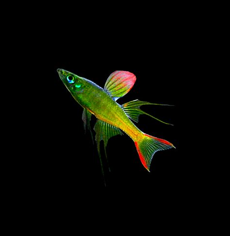 Threadfin Rainbowfish, Fish References, Aquarium Snails, Beautiful Tropical Fish, Cool Fish Tanks, Tropical Fish Aquarium, Tropical Freshwater Fish, Fish Artwork, Aquarium Landscape