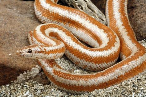 Rosy boas are non-venomous species of snakes belonging to the Boidae family, found in the United States and Mexico. They are nocturnal and are known to be powerful constrictors. Their docile nature and moderate size make them favored pets. Females are somewhat larger than males. #snakes Rosy Boa Snake, Rosy Boa, Pet Snakes, Milk Snake, Hognose Snake, Rat Snake, Types Of Snake, Pretty Snakes, Small Snakes