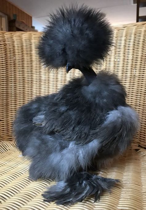 Crazy Hair Chickens, Turken Chickens, Silkies Chickens, Silky Chickens, Chicken Species, Silky Chicken, Fluffy Chickens, Fancy Birds, Chicken Head