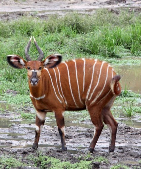 Bongo Animal, African Forest, African Antelope, Reptiles And Amphibians, Wildlife Animals, African Safari, Wild Animal, Weird Animals, Unique Animals