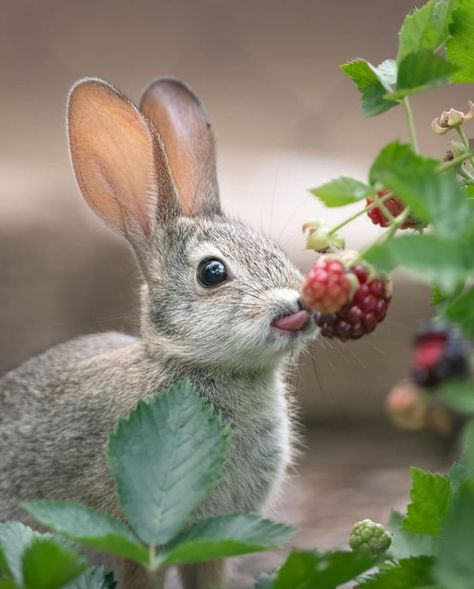 This rabbit eating some berries - 9GAG Baby Lizards, Rabbit Pictures, Rabbit Eating, Action Verbs, Watercolor Ideas, Amazing Animals, Sweet Animals, Animal Photo, In The Forest