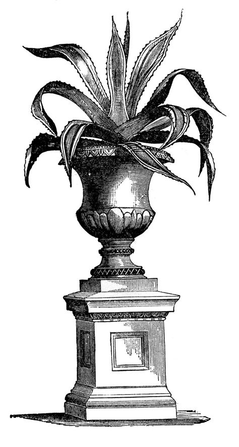 urn Victorian Art Drawings, Victorian Plants, Victorian Graphics, Plant Clipart, Victorian Gardens, Garden Walls, Plant Clips, Victorian Books, The Graphics Fairy