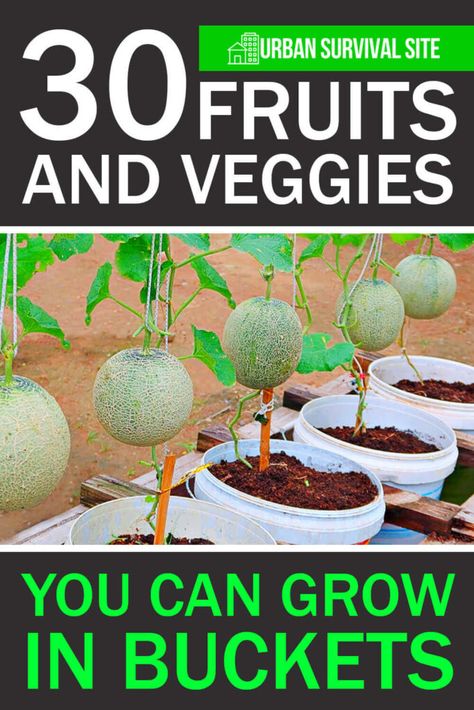 No space for a garden? No problem! Here are 30 fruits and vegetables you can easily grow in buckets on your porch, balcony, or even indoors. Bucket Planting, Starting Garden, Fruit Trees In Containers, Growing Vegetables In Pots, Bushcraft Shelter, Shtf Preparedness, Bucket Gardening, Porch Balcony, Vegetable Garden Diy