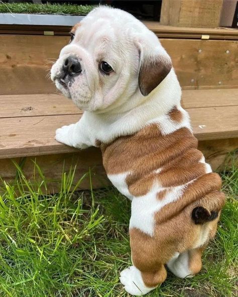 Cute Bulldog Puppies, Cute Small Dogs, Cele Mai Drăguțe Animale, Cute Dogs Images, Very Cute Puppies, Psy I Szczenięta, Super Cute Puppies, Cute Small Animals, English Bulldog Puppies