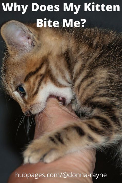 A kitten goes through a biting stage when they are teething; just like human babies, they bite on everything. Kittens start to lose their baby teeth around 12 weeks of age. During this time, they are in a lot of pain and need your help to relieve it. Provide them with teething toys and even ice cubes to lick or play with. Kitten Teething Toys Diy, Kitten Teeth, Kitten Biting, Hugs And Cuddles, Viral On Tiktok, Kitten Toys, Human Babies, Christian Woman, Cat Parenting