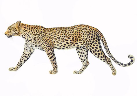 Illustrations — Carolyn Jenkins Botanical Artist Cheetah Drawing, Leopard Painting, Tropical Illustration, Leopard Art, Media Photography, Social Media Photography, Illustration Work, Animal Icon, Scientific Illustration