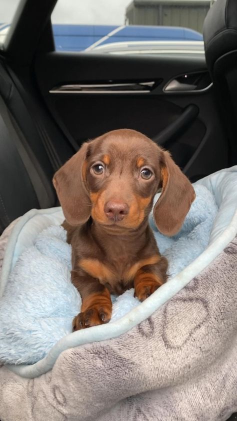 Green eye dachshund puppy #Labrador #Retriever #dog Miniature Daschund, Short Haired Dachshund, Sausage Dog Puppy, Daschund Puppies, Baby Dachshund, Dachshund Funny, Dachshund Puppy Miniature, Cute Dogs Images, Miniature Dachshunds