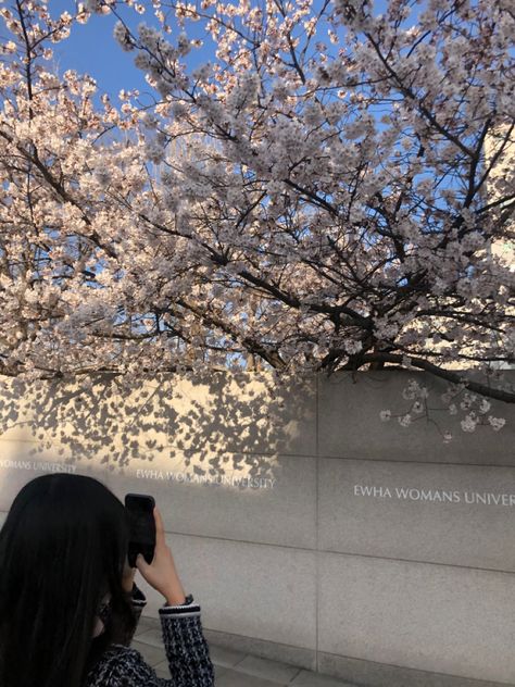 Sakura cherry blossoms Seoul South Korea Ewha Womans University spring travel 서울 이화여대 봄 벚꽃 Ewha University, Ewha Womans University, Korean University, Dream University, University Aesthetic, University Logo, College Life, Cherry Blossoms, Life Style