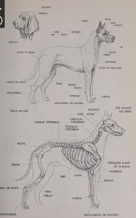 Dog Skeleton Anatomy, Dog Face Anatomy, Animal Anatomy Tattoo, Dog Anatomy Reference, Dogs Anatomy, Anatomy Drawing Practice, Canine Anatomy, Vet Tech School, Vet Notes