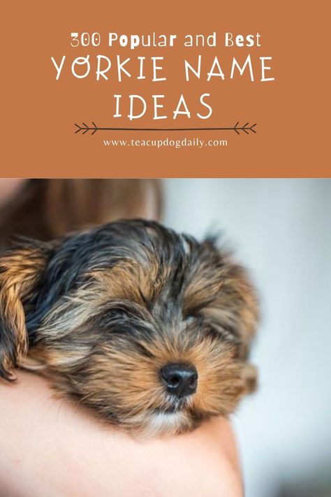 Yorkie Must Haves, Yorkie Names Girl, Yorkie Terrier Puppy, Puppies Names Female, Miniature Yorkshire Terrier, Yorkie Poo Puppies, Toy Yorkie, Great Dog Names, Yorkie Names