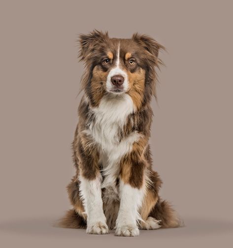 Australian Shepherd Photography, Red Australian Shepherd, Red Merle Australian Shepherd, Merle Australian Shepherd, Shooting Studio, Collie Mix, Plains Background, Australian Shepherds, Dog Crafts