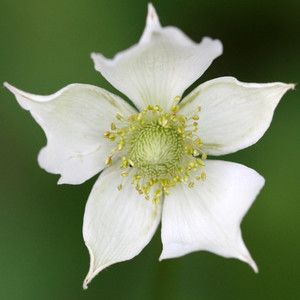 Anemone Whirlwind, Black And White Anemone, Anemone Virginiana, Anemone Symbolism, Woodland Anemone, Buy Flowers, Flowers Perennials, Flower Seeds, Anemone