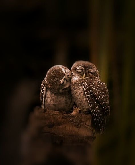 Owl kiss Cele Mai Drăguțe Animale, Burrowing Owl, Owl Pictures, Beautiful Owl, Animale Rare, 귀여운 동물, Love Birds, Animals Friends, 그림 그리기