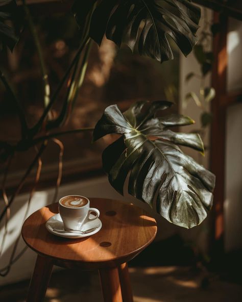 Coffee Shop Photography Instagram, Coffee And Plants Aesthetic, Coffee Shop Photoshoot Ideas, Coffee Shop Plants, Photoshoot Coffee, Coffee Shop Instagram, Comfy Living Room Decor, Food Photography Composition, Coffee Shop Photography