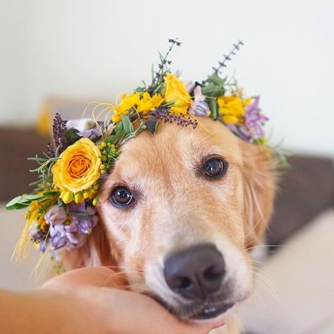 Pretty Puppy, Dog Breeds List, Golden Puppy, Best Dog Breeds, Dog Flower, Popular Dog, Flower Crowns, Golden Retrievers, Dog Breed