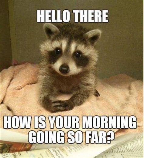 Morning Meme, Good Morning Meme, Morning Memes, Good Morning Funny Pictures, Funny Good Morning Quotes, Morning Quotes Funny, Cute Good Morning Quotes, Good Morning Funny, Cute Good Morning