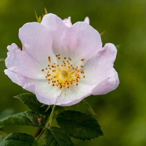 Dog Rose Flower by Gordon England Dog Rose Flower, Dog Rose, Rosé Dog, Rose Flower Photos, Sweet Briar, Line Art Flowers, Flora Flowers, Light Pink Flowers, Pink Plant