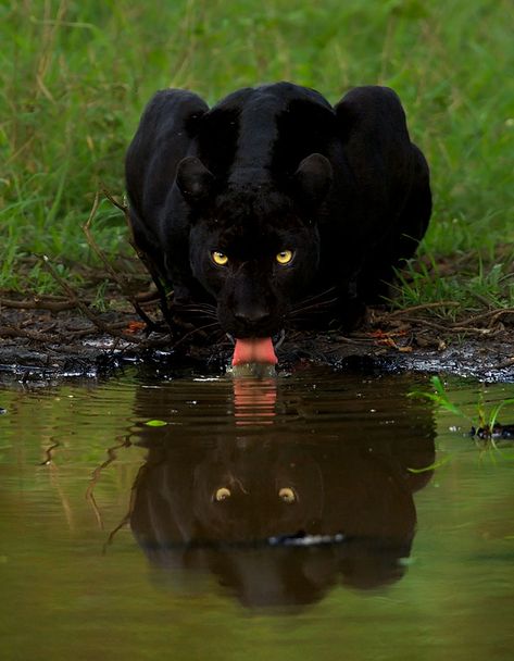 Macan Kumbang, Black Panther Cat, Panther Cat, Jaguar Animal, Regnul Animal, Black Jaguar, A Black Cat, Majestic Animals, Cheetahs