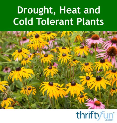 Oe of the best ways to choose plants for your garden that tolerate, drought, heat, and cold is to go with natives. This is a guide about drought, heat, and cold tolerant plants. Cold Tolerant Plants, Deer Proof Plants, Houston Garden, Heat Tolerant Plants, Cabin Garden, Growing Organic Tomatoes, Garden Goddess, Deer Proof, Plant Tips