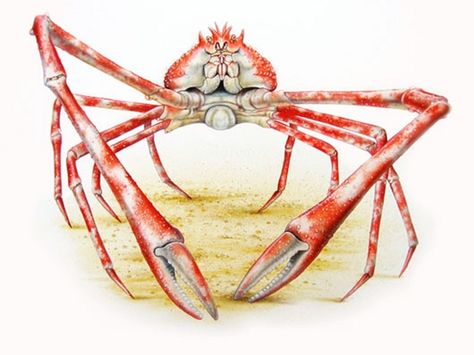 Art illustration - Oceans & Seas - Japanese giant crab: (Macrocheira kaempferi) It belongs to the group of spider crabs, which are characterized by their triangular shell and long legs. It is an animal that lives in the depths of the Pacific Ocean and the coasts of Japan. It is characterized by being blind, its legs become more than 2 meters long, the clips are longer than the others. The crab is orange, with white spots along the legs. Colossal Squid, Giant Crab, Spider Crab, Crab Illustration, Crab Painting, Lobster Art, Crab Art, Sea Crab, Giant Spider