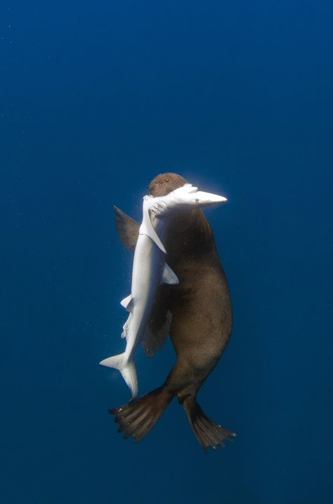 Shark Eating, Wild Sea, Fur Seal, Fauna Marina, Water Animals, Blue Shark, Marine Mammals, Sea Lion, Ocean Creatures