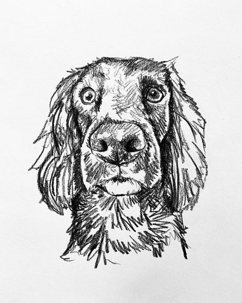 Cocker Spaniel Drawing, Spaniel Drawing, Working Cocker Spaniel, Golden Labs, Spaniel Art, Working Cocker, Art Pencils, Custom Dog Portraits, Black Pencil