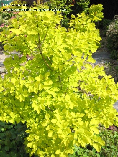 cotinus 'Golden Spirit' - summer Cotinus Coggygria, Colorful Shrubs, Golden Summer, Landscaping Trees, Sun Plants, Contemporary Garden, Summer Plants, Flowering Plants, Plant Combinations